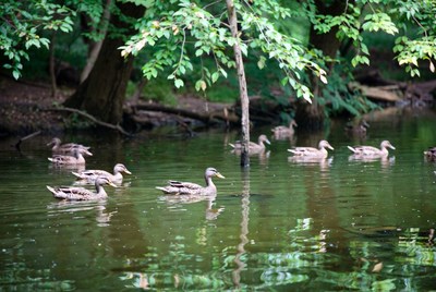 Ducks swimming in calm water