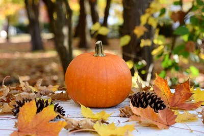 Pumpkin on the ground in autumn scene