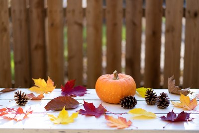 Gathering of autumn leaves and pumpkin