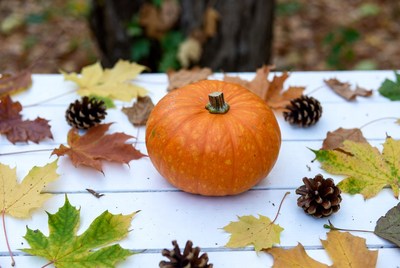Autumn pumpkin with leaves and cones