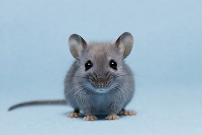 Mouse sitting on blue surface