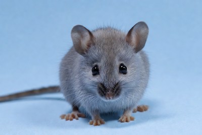 Cute mouse with big eyes on blue background
