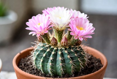Cactus with blooming flowers in pot