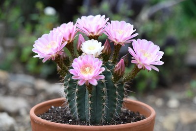 Cactus blooms in a garden setting