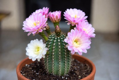 Cactus blooms with pink flowers