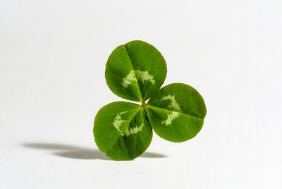 Clover leaf on plain background