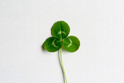Three leaf clover on white surface