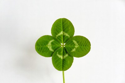Four leaf clover on white background