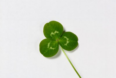 Four leaf clover on white background