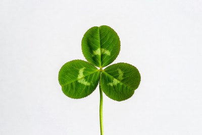 Three leaf clover close up