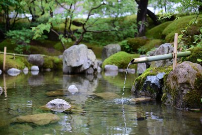 Tranquil water feature in a garden