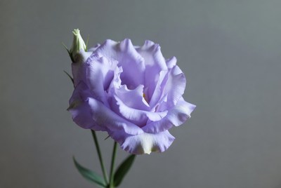 Purple flower in simple light