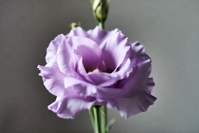 Purple flower close up in indoor setting