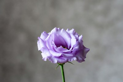Purple flower with soft petals on display