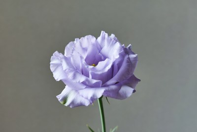 Purple flower on simple background