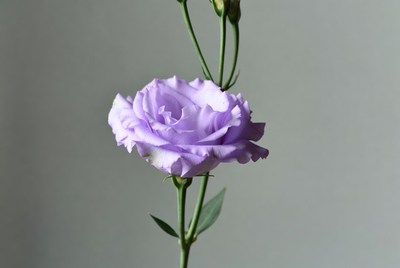 Purple flower on green stem against wall