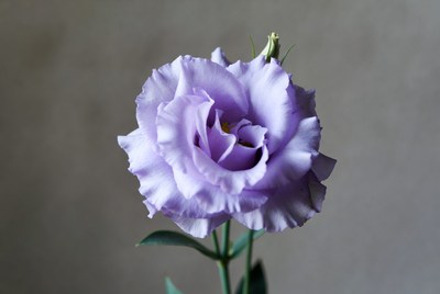 Purple flower stands alone on display