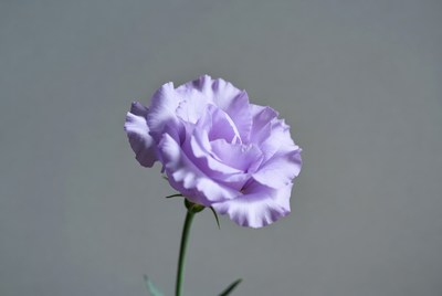 Purple rose on gray background