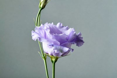 Purple flower stands alone on a grey background
