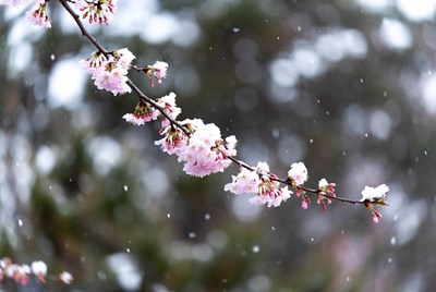 Cherry blossoms in winter weather