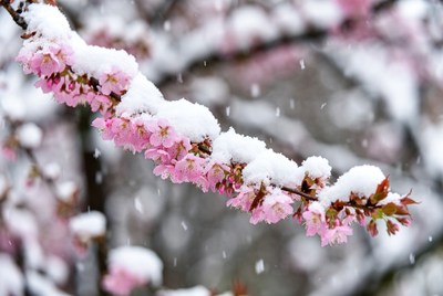 Cherry blossoms covered in snow