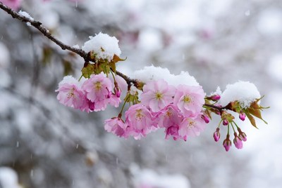 Pink flowers on a snowy branch