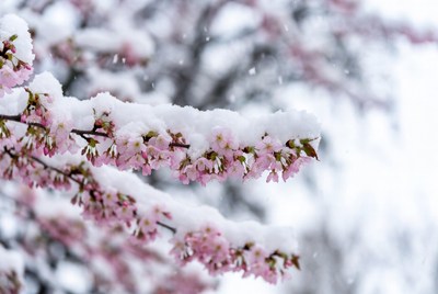 Snow covers cherry blossoms in winter