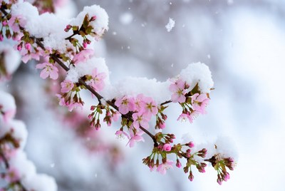 Winter blossoms with snow on branches