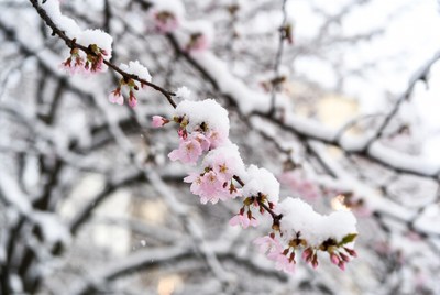Cherry blossoms covered in snow during winter
