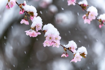 Cherry blossoms covered in snow