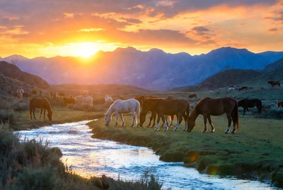 Horses drinking at sunset near stream