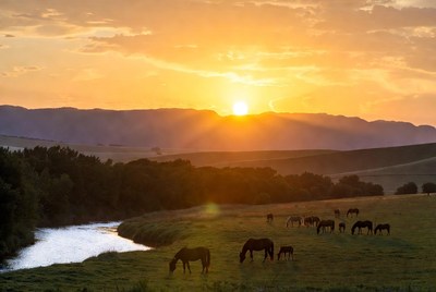 Sunset over horses in the field