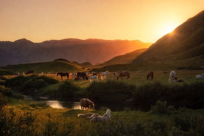 Horses grazing at sunset in the mountains