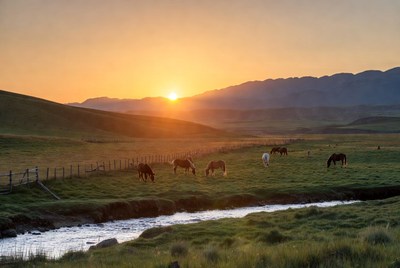 Horses graze at sunset in a meadow