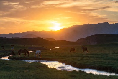 Sunset over a grazing field