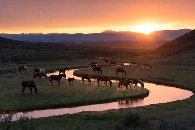 Horses grazing by the river at sunset