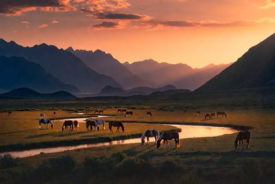 Horses graze by a river at sunset