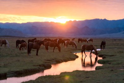 Horses drinking at sunset in the field