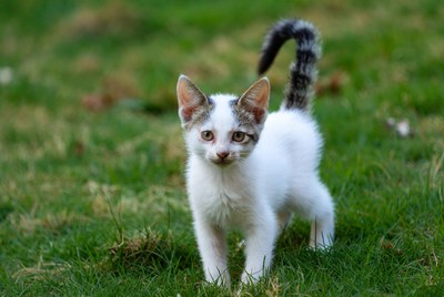 Cute kitten playing in grass