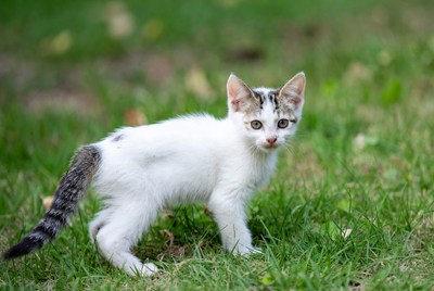 Cute kitten playing in grass