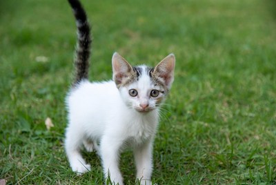 Kitten playing on green grass