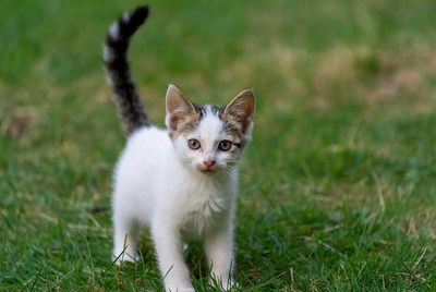 Small kitten walks in grass