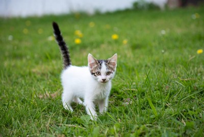 Kitten exploring green grass outdoors
