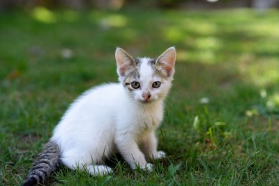 Kitten sits in green grass