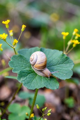 Snail on a leaf with flowers