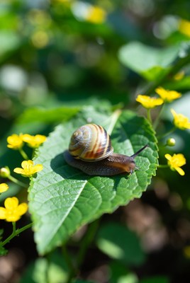 Snail on a leaf with yellow flowers