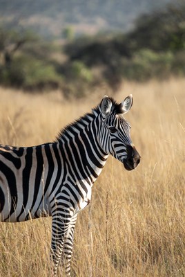 Zebra standing in savanna grass