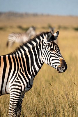 Zebra standing in savanna grass