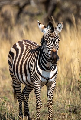 Zebra standing in dry grass