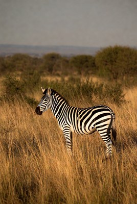 Zebra standing in savanna grass